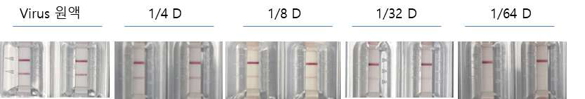 지카 NS1 항체를 이용한 ZIKA Ag kit 반응성 확인