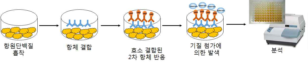 ELISA 기법을 이용한 항원 특이 항체 스크리닝 모식도