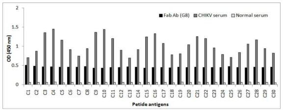 CHIKV E2 peptides와 Fab antibody의 반응성