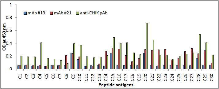 CHIKV E2 peptides와 mAb의 반응성 비교