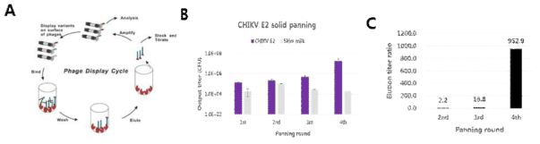 Phage display library panning. (A) Simplified drawing of phage display library panning, (B) Phage output titer plot and table over the panning rounds, (C) Phage elution titer ratio plot. Elution titer ratio = (phage output titer (antigen CHIKV E2) ÷PBS control output titer (no antigen CHIKV E2))