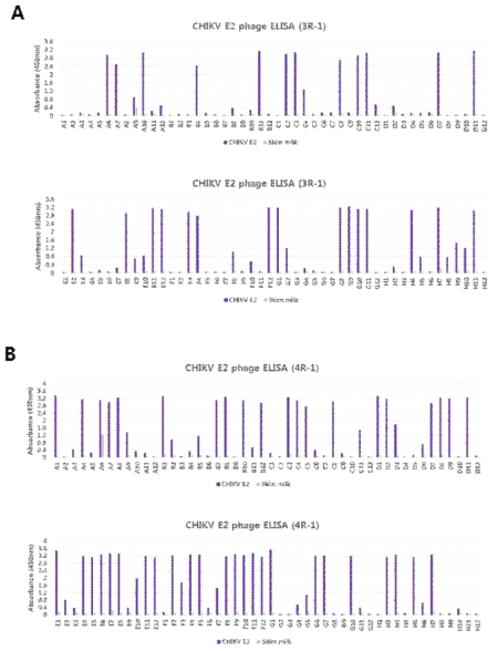 Monoclonal phage ELISA. (A) ELISA screening using the third round output of panning, (B) ELISA screening using the fourth round output of panning