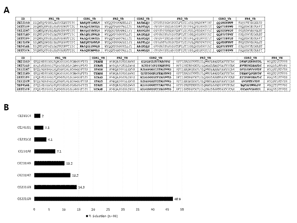 Sequence alignment of selected unique anti-CHIKV E2 Fab clones (Kabat). (A) Amino acid sequences of the 8 Fab clones, and (B) their clonal selection frequency (%)