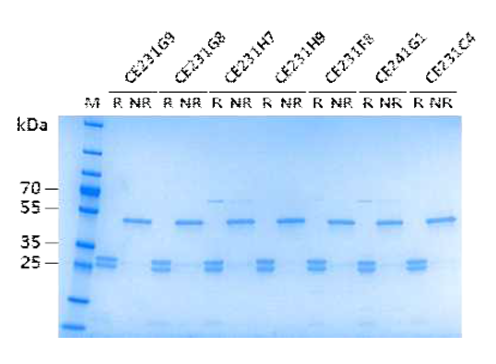 SDS-PAGE analysis of purified anti-CHIKV E2 Fab clones. M, standard marker (Thermo #26619). R and NR, reducing (+DTT) and non-reducing (-DTT) condition, respectively