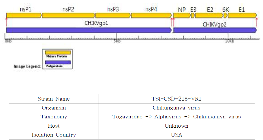 Strain TSI-GSD-218의 유전자 정보