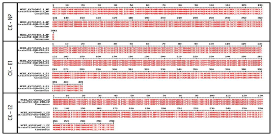 Strain TSI-GSD-218의 E1, E2, NP 지역의 DNA 정보와 NCBI 정보와의 비교 (상) CK-NP (중) CK-E1 (하) CK-E2 지역의 단백질 서열은 NCBI에서 검색되는 chikungunya virus 서열 (KX702402.1) 과 대조시 서로 100% 일치함