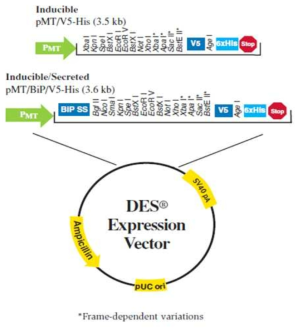 DES 발현 vector의 모식도