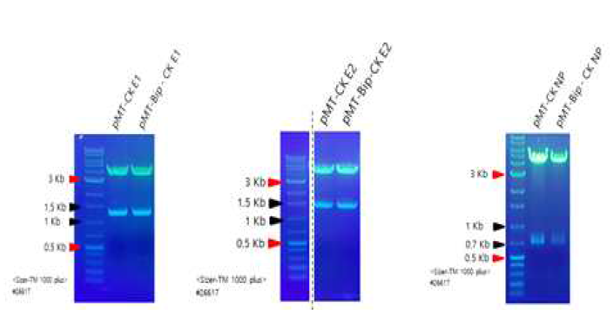 완성된 재조합 DNA의 전기영동 사진 pMT, pMT-Bip vector로 도입되어진 (좌) CK-E1. 1,318 bp (중) CK-E2. 1,269 bp (우) CK-NP. 783 bp 각각의 유전자를 알맞은 제한효소로 절단 후 전기영동한 결과