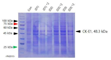 S2 cell 상에서 각기 다른 조건으로 CK-E1 단백질 발현결과