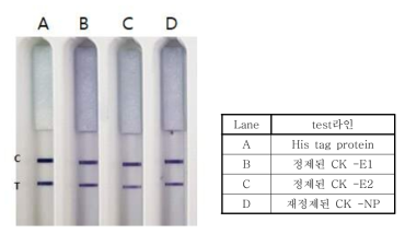 정제된 CK-E1, Ck-E2, CK-NP 재조합 단백질의 발현 분석 control 라인은 His tag이 연결된 Nus 단백질이, test 라인은 표에 명시된 각각의 단백질이 분주되었음