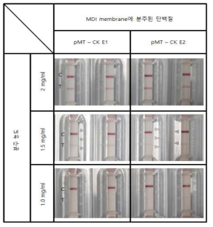 치쿤구냐 항원 분주 농도 최적화