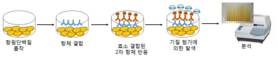 ELISA 기법을 이용한 항원 특이 항체 스크리닝 모식도