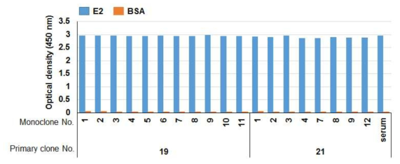 Primary clone 19번과 21번에 대한 subcloning 스크리닝