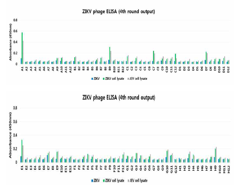 Monoclonal phage ELISA. ELISA screening using the fourth round output of panning