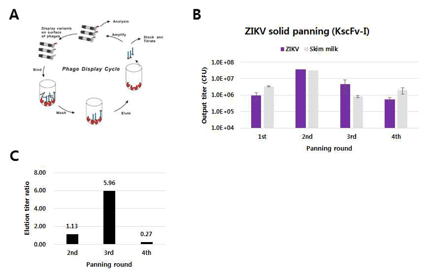 Phage display library panning. (A) Simplified drawing of phage display library panning, (B) Phage output titer plot and table over the panning rounds, (C) Phage elution titer ratio plot. Elution titer ratio = (phage output titer (ZIKV) ÷PBS control output titer (no ZIKV))