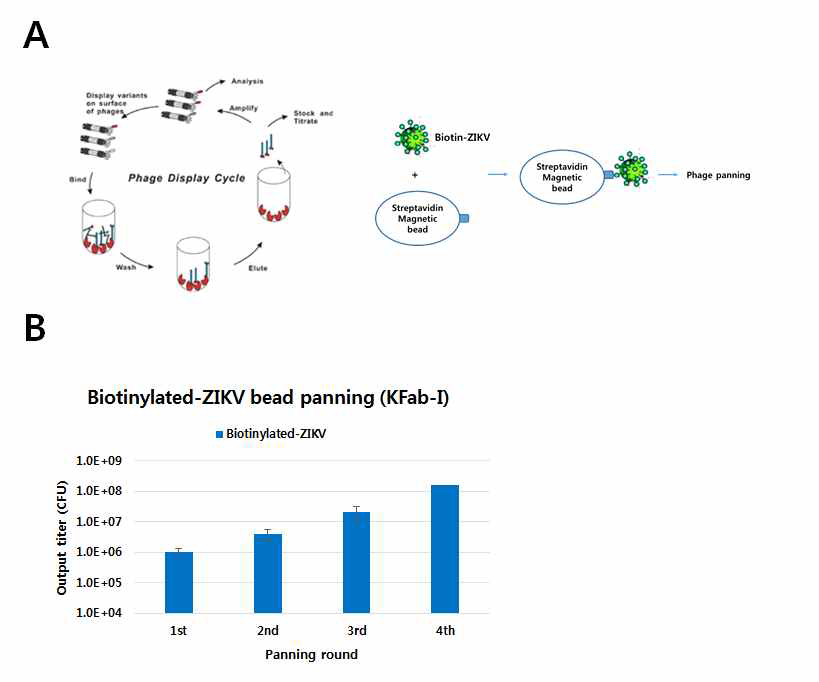 Phage display library panning. (A) Simplified drawing of a bead panning against biotinylated ZIKV, (B) Phage output titer plot