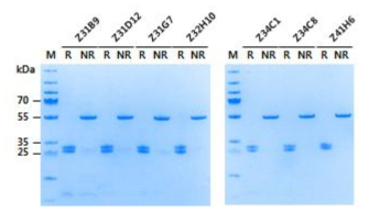 SDS-PAGE analysis of purified anti-ZIKV Fab clones. M, standard marker (Thermo #26619). R and NR, reducing (+DTT) and non-reducing (-DTT) condition, respectively