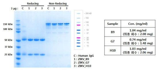 SDS-PAGE analysis of anti-ZIKV IgGs. M, standard marker (Thermo #26619). C, standard IgG. Reducing and Non-reducing, reducing (+DTT) and non-reducing (-DTT) condition, respectively