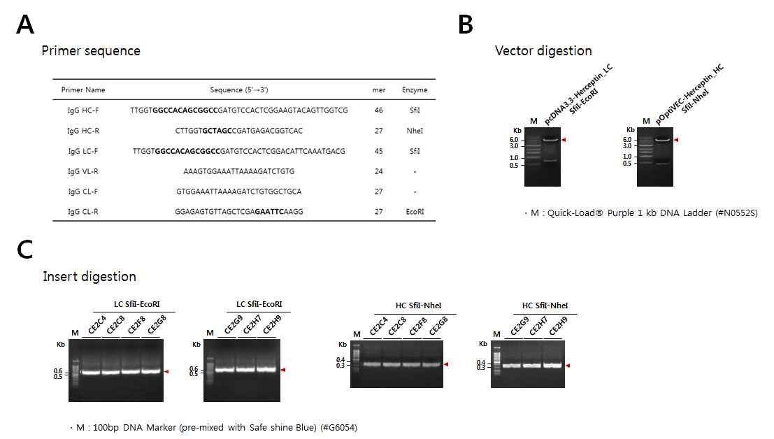 IgG1 conversion of anti-CHIKV Fabs. (A) primer sequences, and (B) Restriction enzyme digestions of LC and HC expression vectors, and (C) Restriction enzyme digestions of anti-CHIKV Fab cDNAs
