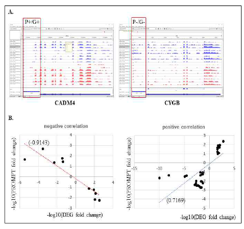PROMPT RNA와 유전자 RNA 사이에 존재하는 연관성 분석 (A) 시료들의 전사체에서 PROMPT RNA와 인근 유전자의 발현 양을 IGV 상에서 확인. CADM4 유전자는 PROMPT RNA와 정방향 연관성을 가지고 CYGB 유전자는 유전자와 PROMPT 사이에 역방향 연관성을 보임. (B) 암과 정상에서 차이나는 유전자군들과 그 앞에 존재하는 PROMPT RNA 발현의 양상에 따른 분류