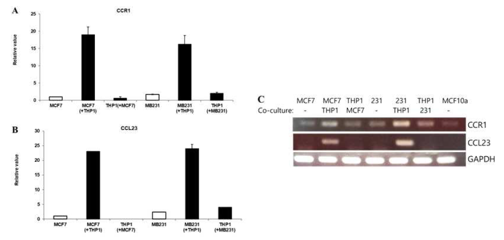 유방암 세포주에서 CCR1, CCL23 발현 분석