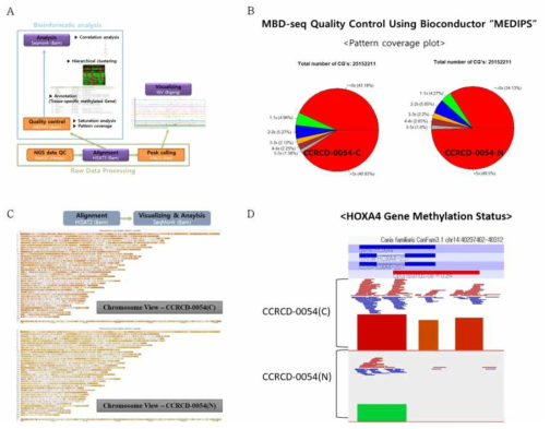 유섬암 환자견으로부터 얻은 암조직 및 인근정상조직 대표적으로 1쌍에 대한 MBD-seq 분석 결과. A. MBD-seq 분석 전략에 대한 대략적인 모식도 B. 수행된 MBD-seq data의 CG coverage 분석. C. SeqMonk통한 Genome 전체에서의 암 조직과 인근정상조직 간의 메틸화 정도 차이를 보여주는 Chromosome View. D. 암 조직과 인근정상조직 간에서 메틸화 정도에 큰 차이를 보여주는 대표적인 유전자에서의 Gene Annotation View