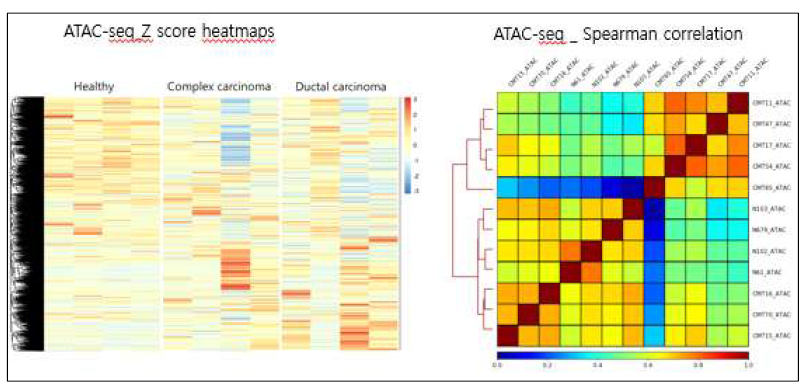 ATAC-seq signal heatmap