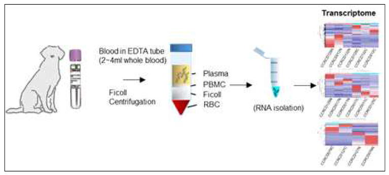 RNA isolation 및 전사체 분석 과정