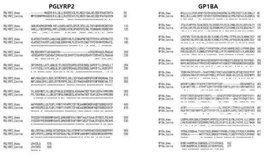 반려견과 사람의 PGLY2, GP1BA Homology 비교