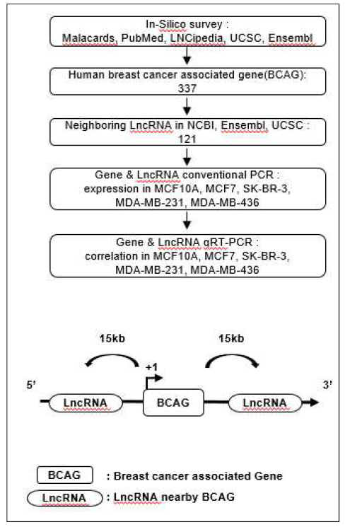 lncRNA 선별 과정