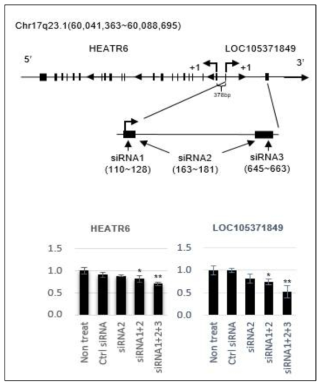 siRNA이용한 lncRNA의 knockdown과 관련 유전자의 발현 변화