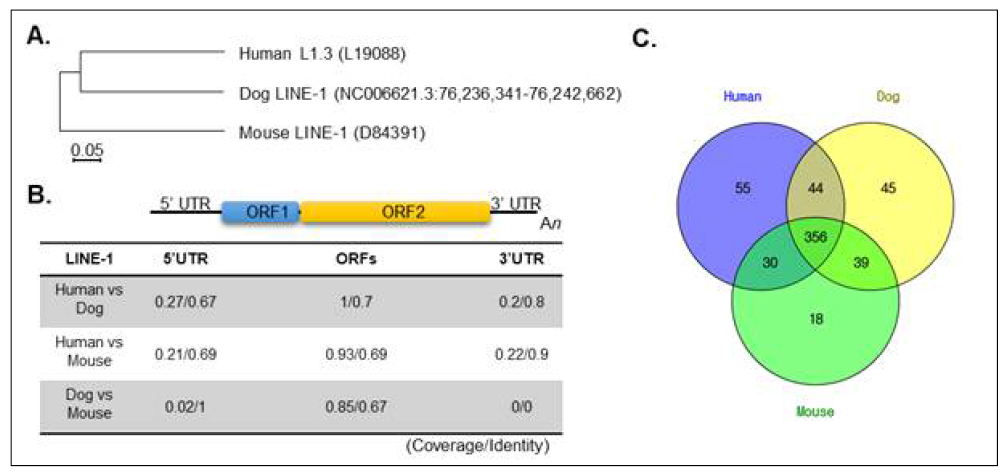 사람과 개 생쥐에서의 LINE-1 유사성 분석