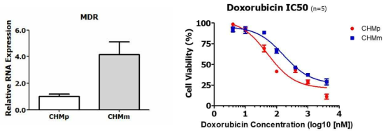 CHMp와 CHMm간 MDR gene 발현