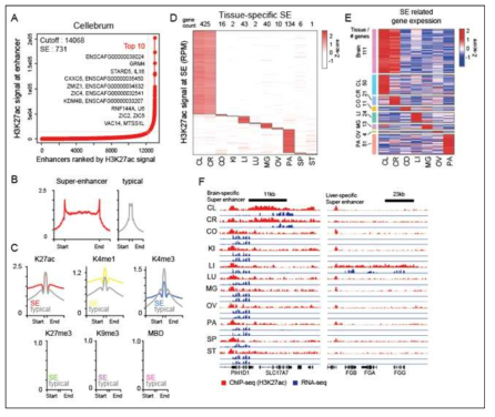 조직 특이적인 super enhancer 의 분석 (A) 소뇌 조직에 대한 슈퍼 인핸서 (Super-enhancer) 분석 결과 (B-C) 각 조직에서 슈퍼 인핸서와 전형적인 인핸서의 형태 확인 및 두 위치에서의 5개 히스톤 결합 밀집도와 메틸화 정도 비교 (D-E) 슈퍼 인핸서 위치상의 H3K4me3 결합 정도 비교를 통한 조직 특이적 슈퍼 인해서 선별 및 유전자 발현을 이용한 조직 특이적 슈퍼 인핸서 관련 유전자 선별 (F) 조직 특이적 슈퍼 인핸서 및 유전자 발현을 보이는 위치의 시각화 예시