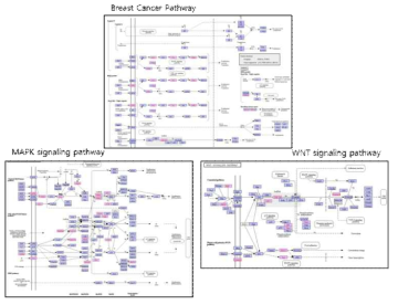 유선 조직에서 동정된 단백질 관련 Signaling pathway map (Breast cancer pathway, MAPK signaling pathway, WNT signaling pathway)