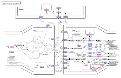 대뇌 조직에서 특이적으로 동정된 단백질의 Serotonergic synapse pathway map 결과