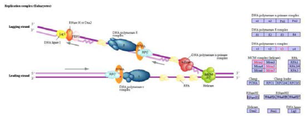 고환 조직에서 특이적으로 동정된 단백질의 DNA replication pathway map 결과