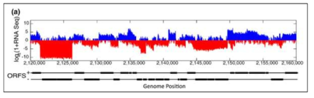 Stranded-specific mRNA-seq을 이용한 전사체 분석 (Vijayan et al. 2011 Genome Biol)