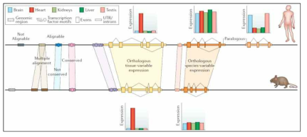 인간-쥐 Comparative Genomics 연구를 통해 유전체학적 특성 규명 (A Breschi et al., 2017, Nature Genetics)