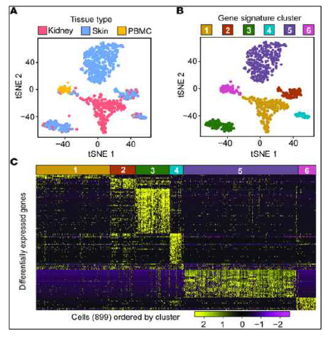 통합 RNA seq 분석을 통한 Correlation 검증 및 유전자 발현차이 분석 모식도 (Der et al., 2017, Nephrology)