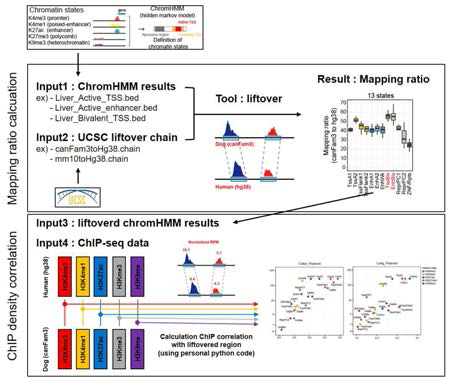 염색질 상태 범주에 따른 종간 유전체서열 보존 비율 및 매핑 위치에서의 ChIP-seq 밀집도를 이용한 상관관계 측정