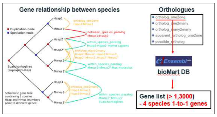 Ensembl 데이터베이스를 통한 서로 다른 4종 사이의 일대일 매칭 유전자 선별