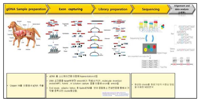 Exome-seq 모식도