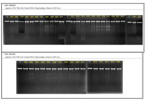 Agarose gel electrophoresis