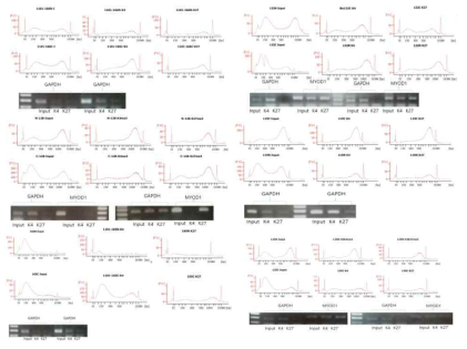 ChIpped DNA 의 size distribution check