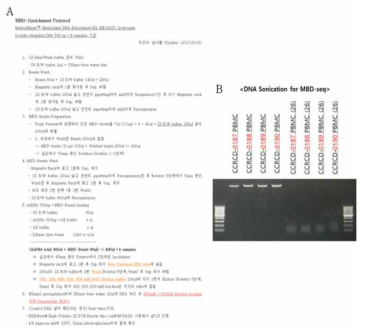 혈액 단핵구 및 조직에서의 MBD-seq 분석을 위한 프로토콜 확립. (A) MBD-seq 프로토콜 확립 (B) 개의 혈액 단핵구 및 조직으로부터 얻은 Genomic DNA로 MBD-seq을 수행하기 위한 DNA Fragmentation 조건 확립. (Sonication을 이용하여 DNA를 200~300bp 이하의 크기로 조각내는 과정은 MBD-seq data의 질 향상을 높여주는 중요한 단계임)