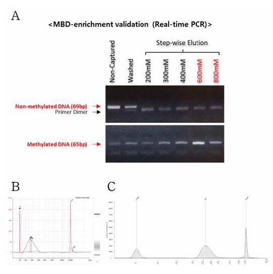MBD-enrich를 통해 특이적으로 얻은 메틸화 DNA의 검증. (A) MBD를 이용하여 메틸화된 DNA만을 특이적으로 얻었는지의 여부를 Real-time PCR을 통해 검증. (B) MBD-enriched DNA QC를 통한 DNA size와 농도에 대한 QC결과. (DNA size : 50-350bp) (C) MBD-enriched DNA의 시퀀싱과정을 위해 제작된 library에 대한 QC결과