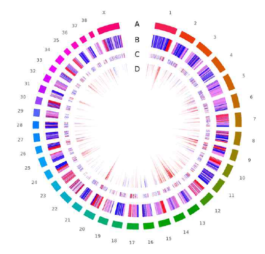 유전자지도에서 (A) 염색체 (chr1~chrX), (B) CpG regions (red: CpG islands, pink : CpG shores, white : CpG shelves, blue : Non-CpG regions), (C) Differentially expressed genes; DEGs (red : upregulated genes, blue : downregulated genes), (D) Differentially methylated genes; DMGs (red : hyper methylation, blue : hypomethylation, 높이 : 해당 부분에 포함되어 있는 CpG dinucleotides 의 개수)를 나타낸 원형그래프