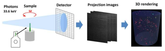 Synchrotron X-ray holotomography imaging 과정에 대한 설명 그림. 오른쪽 3D rendering 그림에서 석출물은 빨간 색으로, cavity는 초록색으로 표시되었음