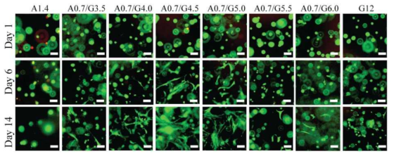 여러 농도의 알긴산/GelMA 수화젤에 사람 유래 진피세포를 1일, 6일, 14일 배양 후 Live/Dead assay 결과 (초록색: Live cell, 빨간색: Dead cell)
